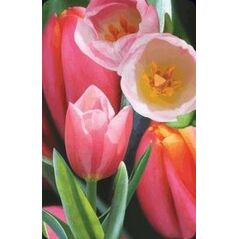 Worth-Keeping Mini kartka 3D Tulipan (180178)